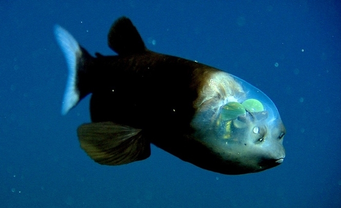 Мешканці морських глибин: екзотичні риби