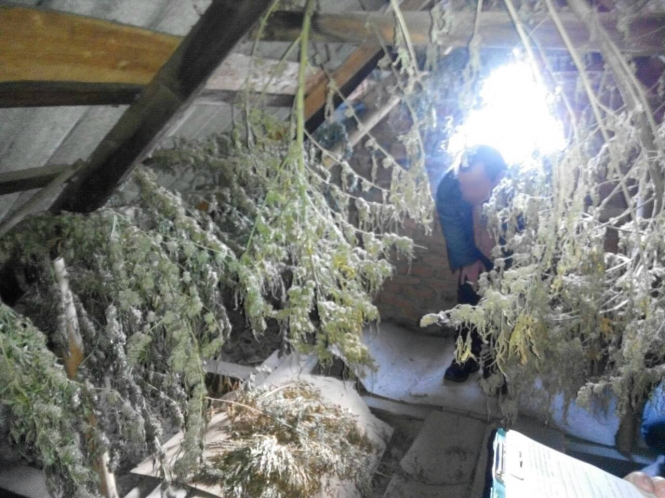 На Закарпатті чоловік влаштував на горищі будинку сушку для марихуани