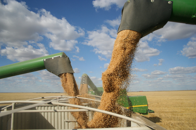 Через підрив росією Каховської ГЕС у світі зросли ціни на пшеницю, кукурудзу та овес