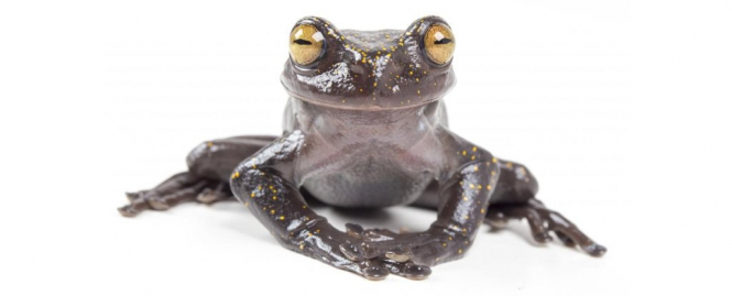 У горах між Еквадором і Перу знайшли жаб з кігтями на великих пальцях
