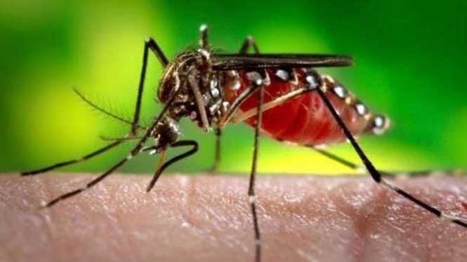 В Украине нет комаров-переносчиков вируса Зика, - МОЗ