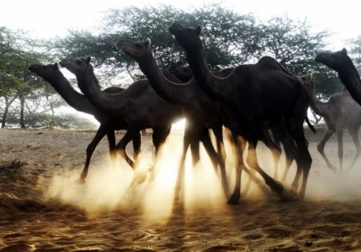 В Індії відбувається найбільший ярмарок верблюдів