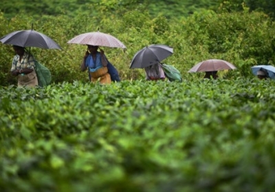 Чайне бюро Шрі-Ланки виділить 50 мільйонів на популяризацію Цейлонського чаю в Україні
