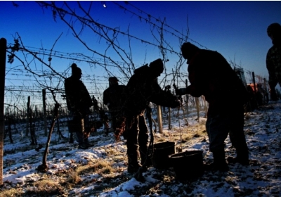 Чехи збирають виноград: вночі і при 12 градусах морозу