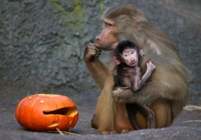 Тварини із зоопарку поїдуть в гості до дітей