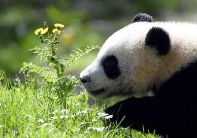 Испания, Мадрид, 9 апреля 2014 года. Семимесячная гигантская панда Синь Бао гуляет в зоопарке в Мадриде. Фото: AFP