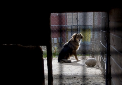 Собаче життя: зграї бездомних псів заполонили столицю Чилі