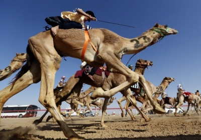 Екзотичний Схід: в Абу-Дабі провели перегони на верблюдах