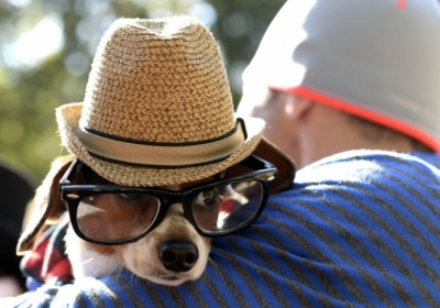 США. Парад собак Хеловін. Фото: AFP