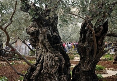 Чудеса Гетсиманського саду: оливковим деревам - 900 років (фото)