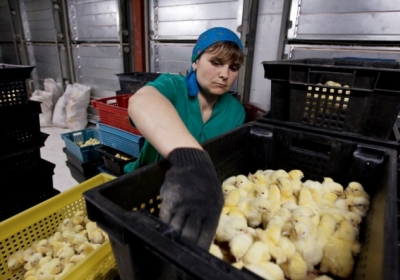 ООН нагодує Донбас курчатами