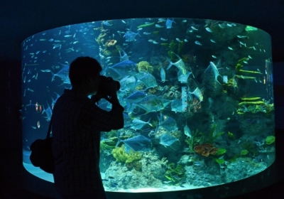 У Сінгапурі відкриють найбільший у світі океанаріум