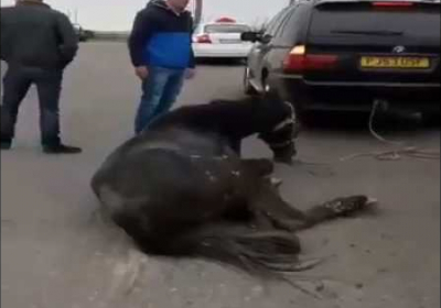 В Умані хасиди-шкуродери прив'язали живого коня до BMW і тягли по трасі, -
ВІДЕО (+18)