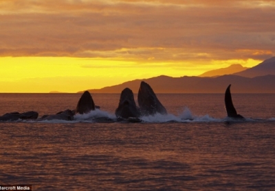 Полювання горбатих китів на Алясці (фото)
