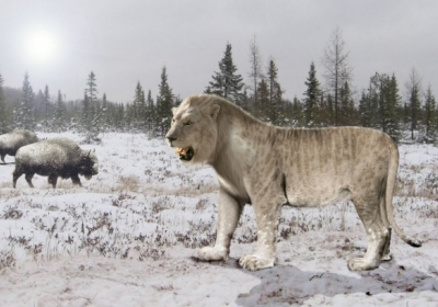 Якути хочуть клонувати двометрових печерних левів, які жили 20 тисяч років тому