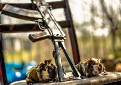 Тварини, які стали справжніми побратимами у війні на Донбасі