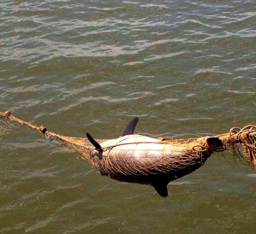 Через браконьерские сети в Дунае погибли семь дельфинов-азовок - ФОТО