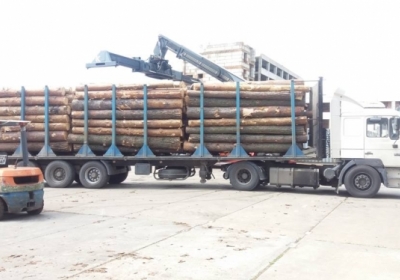 СБУ викрила незаконну схему експорту деревини
