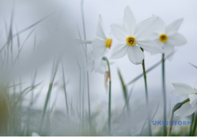 Прохолодна весна подовжить період цвітіння Долини нарцисів до кінця травня