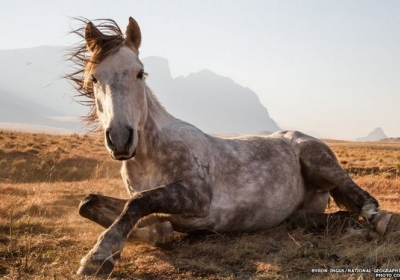 Байрон Ингс, фото "Лошадь". Авторская работа из национального парка в Лесото.