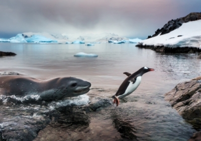 Гран-прі дісталося Полу Содерсу із Сіетлу за знімок із назвою "Найщасливіший з пінгвінів". Пан Содерс - професійний фотограф і лауреат різних конкурсів. Його роботи публікували журнали National Geographic, Time і LIFE.