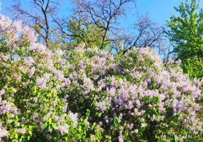 На Полтавщине цветет 200-летний Сиреневый гай