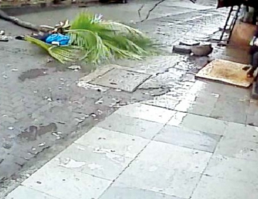 В Индии пальма убила телеведущую - ВИДЕО