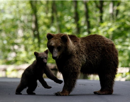 Туристов в замок Дракулы в Румынии не пускают медведи