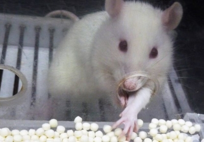 Пацюк тягнеться за гранулкою героїну. Фото: abc.es