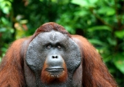 Калімантанскій орангутанг. Orang Hutan по-малайски - «лісова людина». Фото: flickr.com