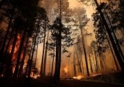 Лісова пожежа в Каліфорнії, США. Фото: AFP