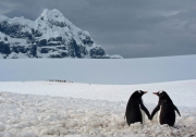 Пара пінгвінів, Антарктида. Фото: Маріус Іліеш