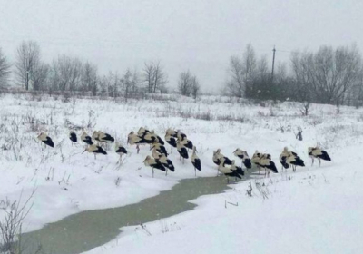 На Львовщине волонтерам удалось спасти сотни аистов от холода