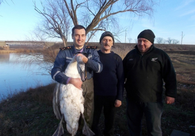 На Полтавщині лебедя врятували із річки, вкритої кригою 