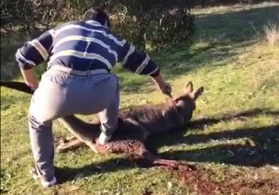 В Австралії чоловіка арештували за жахливе вбивство кенгуру