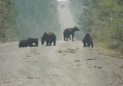 У Росії зграя ведмедів з'їла тонну риби, яку на дорогу висипав п'яний водій