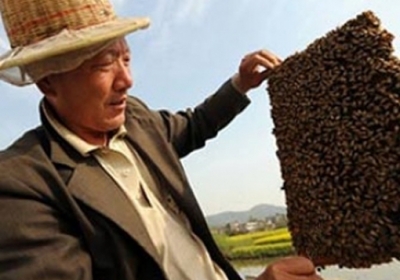 Дешевий китайський мед заполонив ринки ЄС: європейські виробники обурені