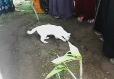 В Малайзии кот на похоронах хозяина попытался раскопать его могилу, - ВИДЕО