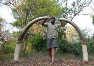 Ікла вбитого слона важили 55 кг Фото: The Telegraph
