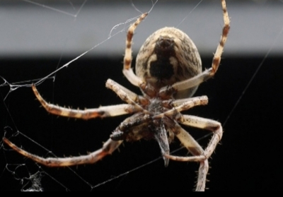 Дослідники з'ясували, чому люди бояться павуків