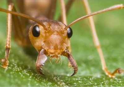 Science: як мурахи рухаються кар'єрною драбиною 