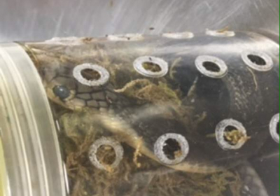 В нью-йоркском аэропорту таможенники обнаружили коробку с пятью кобрами