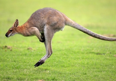 Австралиец планировал взорвать полицейских с помощью кенгуру