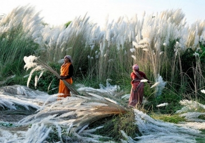 Збір врожаю, Індія. Фото: Бісважит Патра