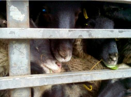 Зоозащитники перекрыли дорогу на Черноморск: требуют спасти овец