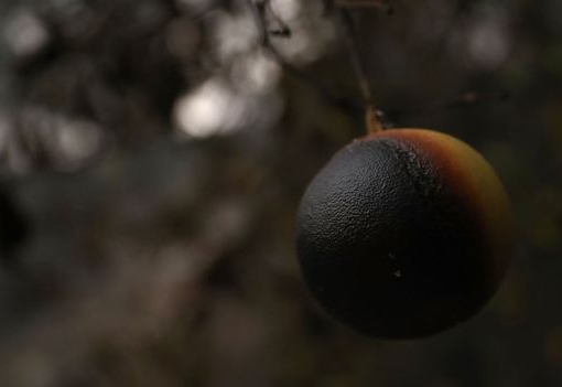 Калифорнийские пожары уничтожили большую часть урожая авокадо США