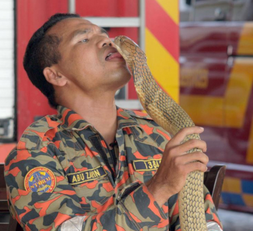Малайзийский укротитель змей погиб от укуса кобры