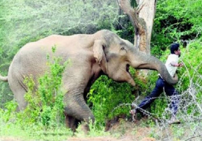 В Индии слон насмерть затоптал человека, который хотел сделать с ним Селфи - ВИДЕО (+18)