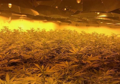 В Британском бомбоубежище обнаружили плантацию марихуаны на сумму более миллиона фунтов