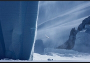 Сніговий Буревісник, айсберг і вулканічні Скелі. Фото: John Weller